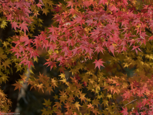 芦刈園
